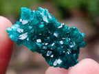 Natural Pair of Superb Namibian Dioptase Thumbnail Miniature Specimens x 1 From Namibia