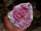 Natural Large Gemmy Pink Botryoidal Spherocobaltite Specimen x 1 From Mashamba West Mine, Congo