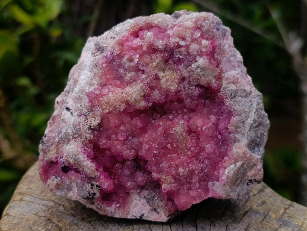 Natural Large Gemmy Pink Botryoidal Spherocobaltite Specimen x 1 From Mashamba West Mine, Congo