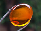 Polished Gorgeous Baltic Amber Jewellery Free Form x 1 From Poland