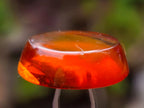 Polished Gorgeous Baltic Amber Jewellery Free Form x 1 From Poland