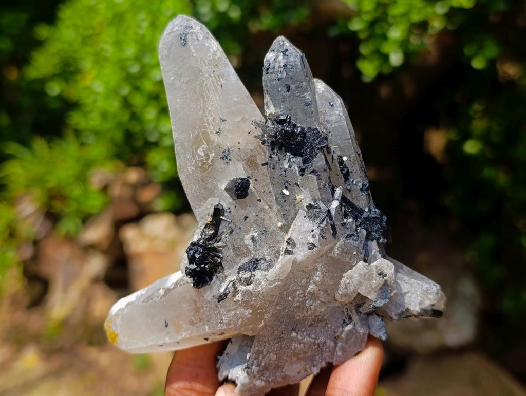 Natural Erongo Smokey Quartz with Black Schorl Tourmaline in a Splayed Formation x 1 From Erongo, Namibia