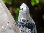 Natural Erongo Smokey Quartz with Black Schorl Tourmaline in a Splayed Formation x 1 From Erongo, Namibia