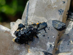 Natural Erongo Smokey Quartz with Black Schorl Tourmaline in a Splayed Formation x 1 From Erongo, Namibia