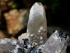 Natural Erongo Smokey Quartz with Black Schorl Tourmaline in a Splayed Formation x 1 From Erongo, Namibia