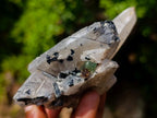Natural Erongo Smokey Quartz with Black Schorl Tourmaline in a Splayed Formation x 1 From Erongo, Namibia
