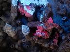 Natural Sceptre Like Fine Drusy Quartz Coated Calcite Specimen x 1 From Albert's Mountain, Lesotho