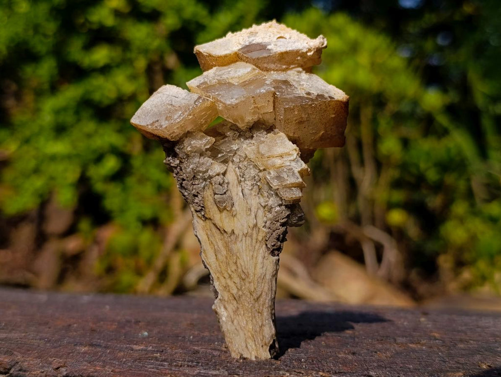 Natural Fluorescent Lesotho Calcite on a Stem Specimen x 1 From Albert's Mountain, Lesotho