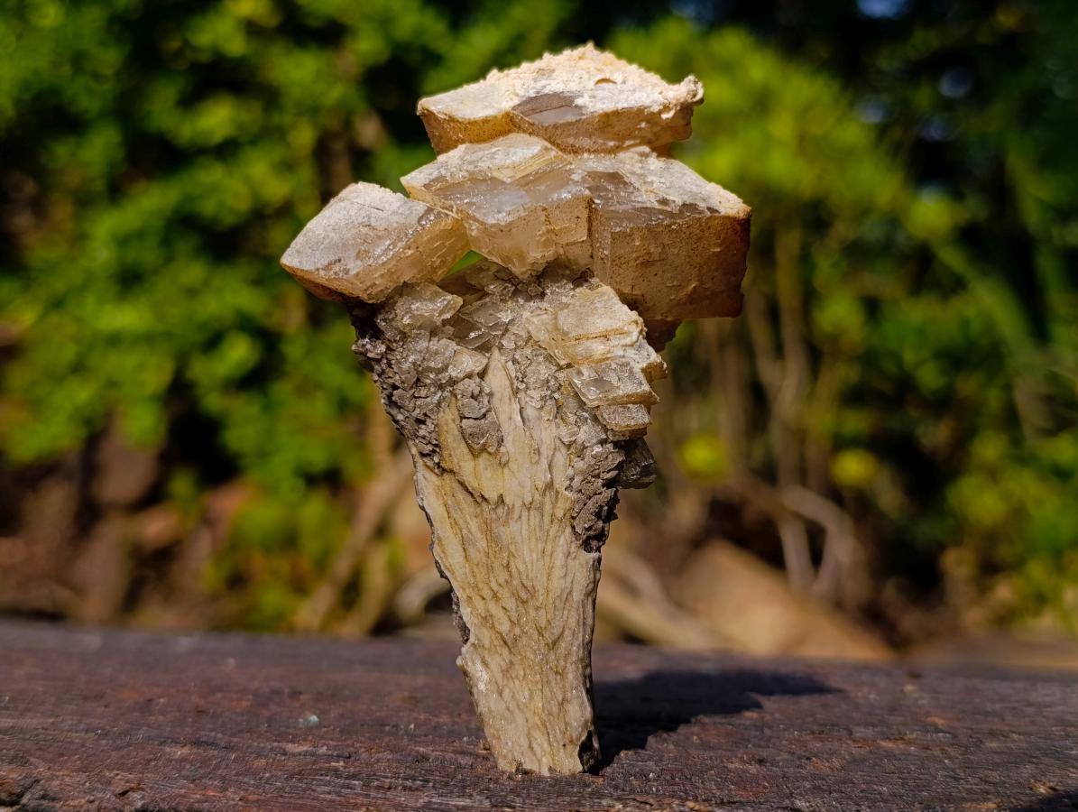 Natural Fluorescent Lesotho Calcite on a Stem Specimen x 1 From Albert's Mountain, Lesotho