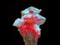 Natural Fluorescent Lesotho Calcite on a Stem Specimen x 1 From Albert's Mountain, Lesotho
