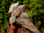 Natural Fluorescent Lesotho Calcite on a Stem Specimen x 1 From Albert's Mountain, Lesotho