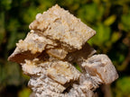 Natural Fluorescent Lesotho Calcite on a Stem Specimen x 1 From Albert's Mountain, Lesotho
