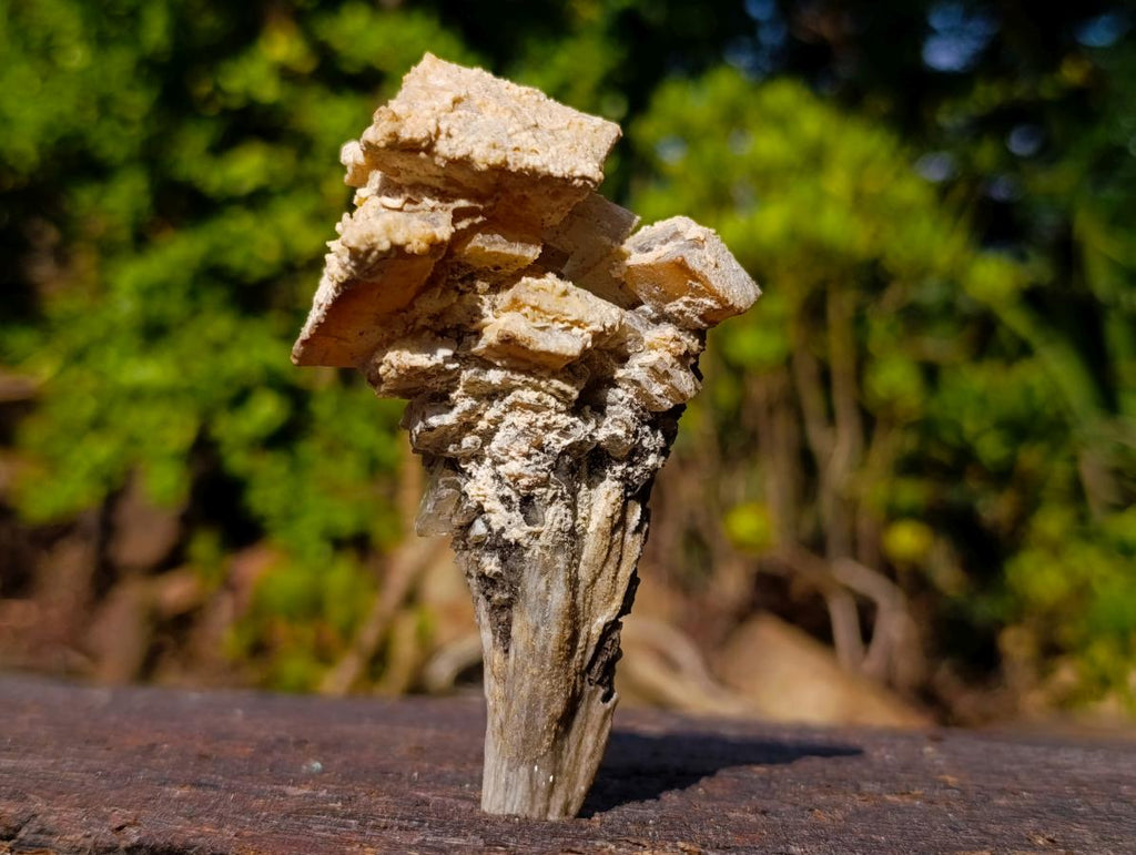 Natural Fluorescent Lesotho Calcite on a Stem Specimen x 1 From Albert's Mountain, Lesotho