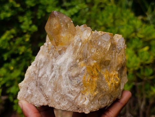Natural Yellow Citrine Cascading Crystal Cluster x 1 From Luena, Congo
