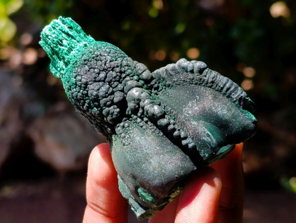 Natural Mixed Collectors Set of 6 African Minerals in a Wooden Display Box x 1 From Southern Africa