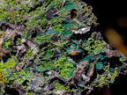 Natural Ultra Rare Olivenite and Duftite Specimen x 1 From Tsumeb, Namibia