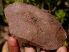Hand Made Middle Stone Age Ancient Stone Tool Artifact x 1 From Rooikop Alluvial Deposit, South Africa