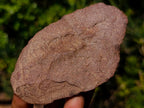 Hand Made Middle Stone Age Ancient Stone Tool Artifact x 1 From Rooikop Alluvial Deposit, South Africa