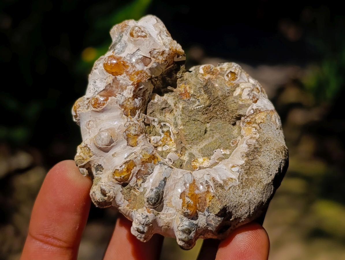 Natural Mixed Collectors Set of 6 African Minerals in a Wooden Display Box x 1 From Southern Africa