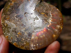 Polished and Natural Mixed Collectors Set of 6 African Gemstones, Fossil and Geode in a Wooden Display Box x 1 From Southern Africa