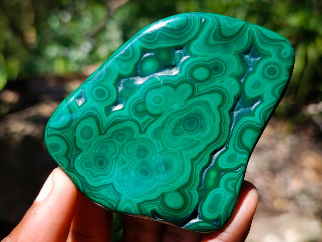 Polished and Natural Mixed Collectors Set of 6 African Gemstones, Fossil and Geode in a Wooden Display Box x 1 From Southern Africa