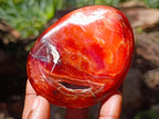 Polished and Natural Mixed Collectors Set of 6 African Gemstones, Fossil and Geode in a Wooden Display Box x 1 From Southern Africa