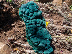 Natural Large Botryoidal and Fibrous Malachite Cabinet Specimen x 1 From Kasompe, Congo