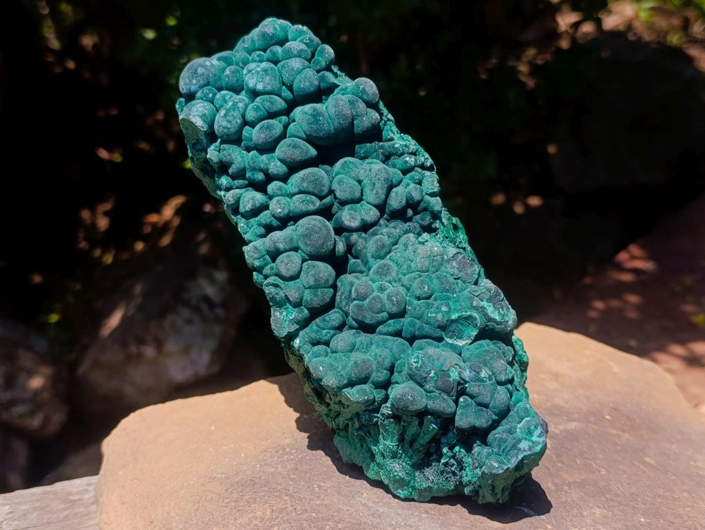Natural Large Botryoidal and Fibrous Malachite Cabinet Specimen x 1 From Kasompe, Congo