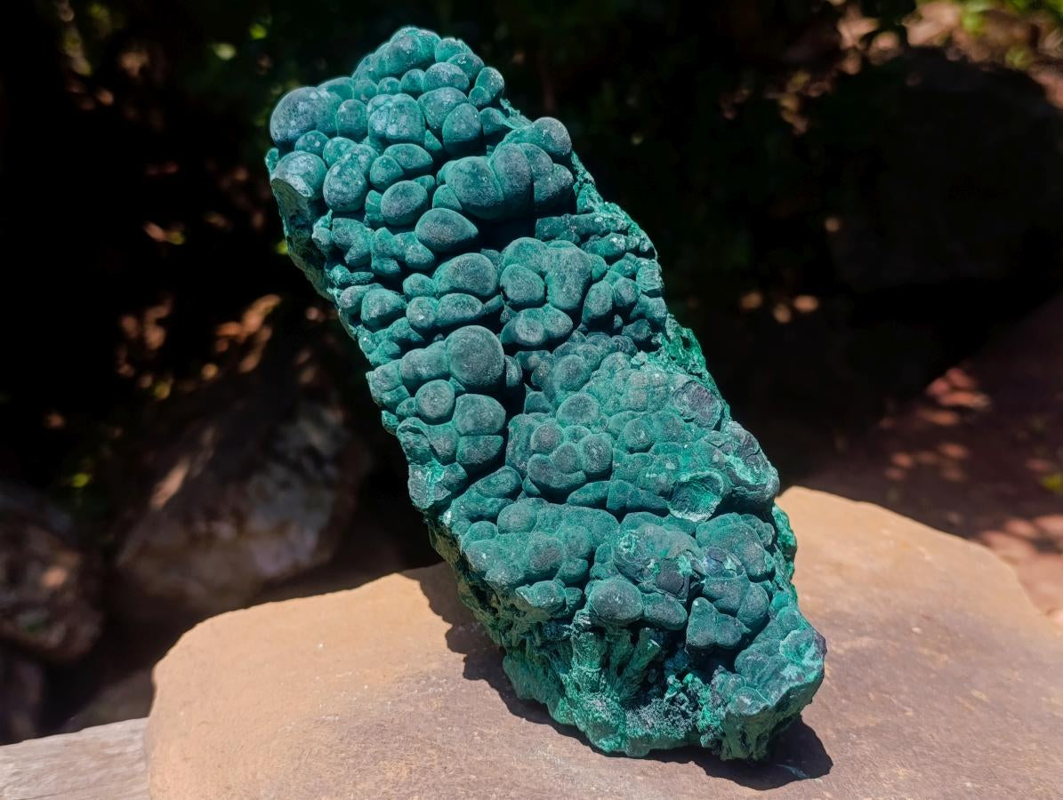 Natural Large Botryoidal and Fibrous Malachite Cabinet Specimen x 1 From Kasompe, Congo