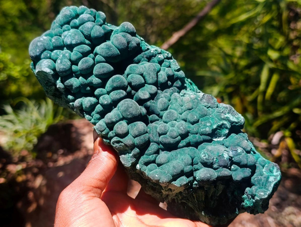 Natural Large Botryoidal and Fibrous Malachite Cabinet Specimen x 1 From Kasompe, Congo