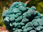 Natural Large Botryoidal and Fibrous Malachite Cabinet Specimen x 1 From Kasompe, Congo
