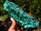 Natural Large Botryoidal and Fibrous Malachite Cabinet Specimen x 1 From Kasompe, Congo
