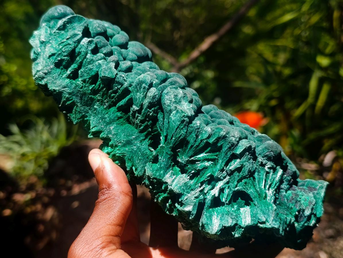 Natural Large Botryoidal and Fibrous Malachite Cabinet Specimen x 1 From Kasompe, Congo