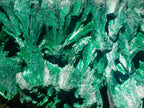 Natural Large Botryoidal and Fibrous Malachite Cabinet Specimen x 1 From Kasompe, Congo