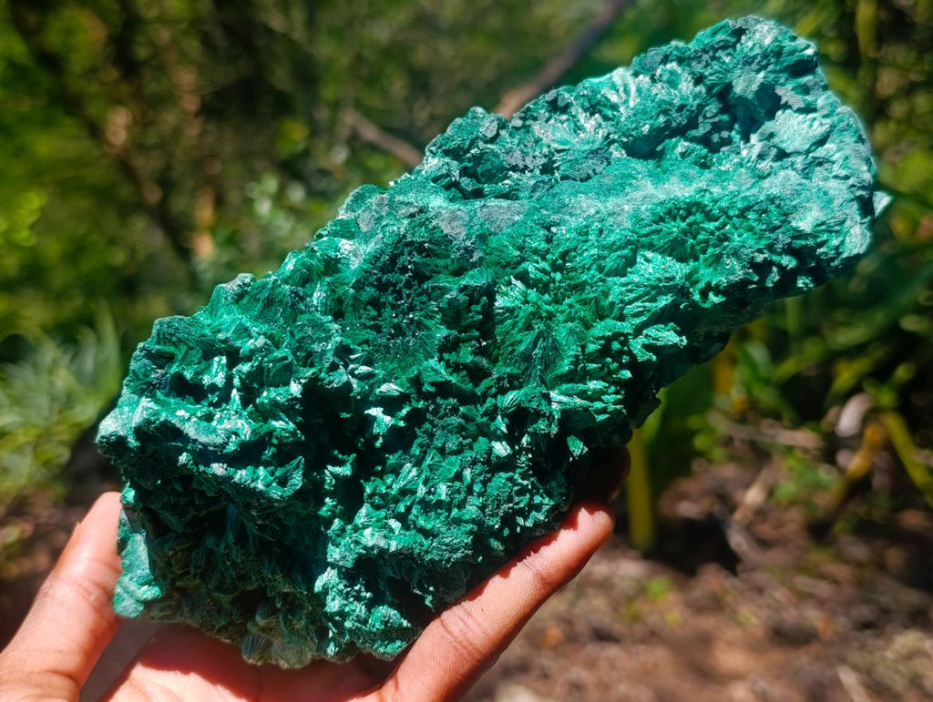 Natural Large Botryoidal and Fibrous Malachite Cabinet Specimen x 1 From Kasompe, Congo