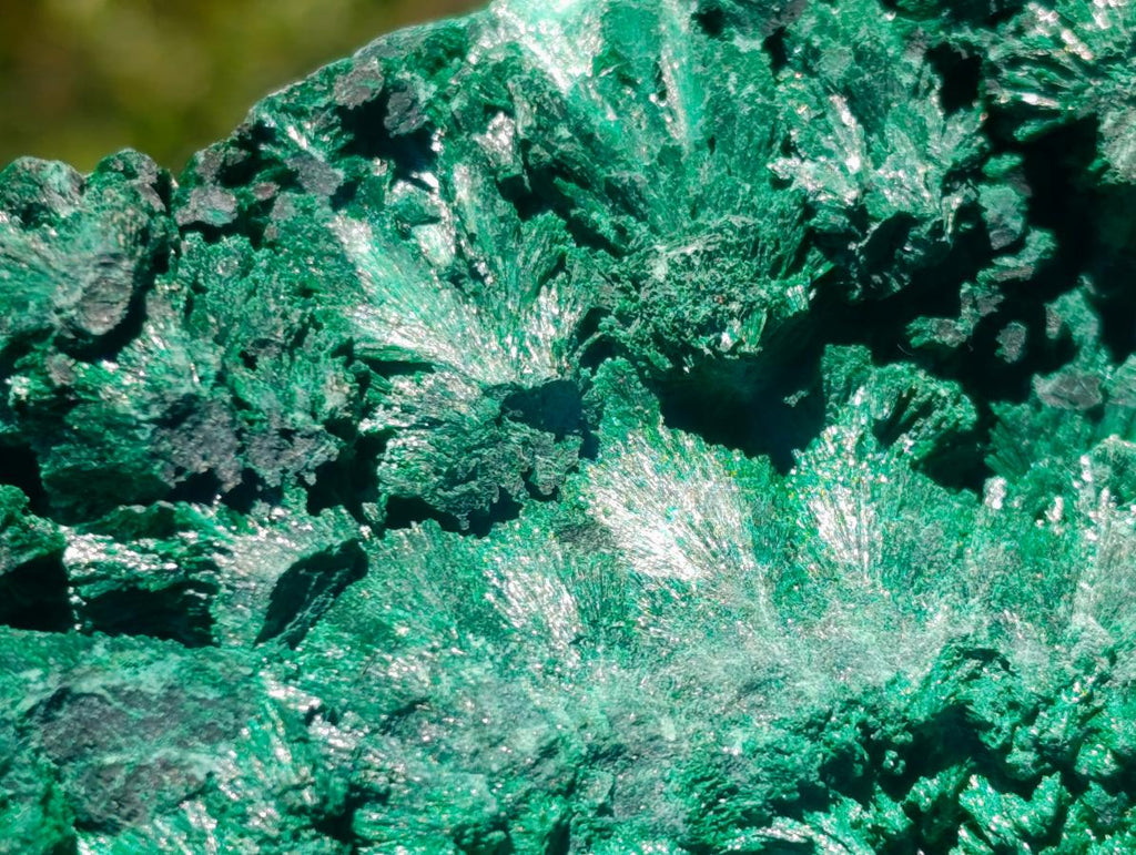 Natural Large Botryoidal and Fibrous Malachite Cabinet Specimen x 1 From Kasompe, Congo