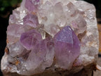 Natural Zambian Jacaranda Amethyst Crystal Cluster x 1 From Zambia