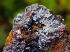 Natural Classic and Bright Rare Cuprite Specimen From Nicks Private Collection x 1 From Mashamba West Mine, Congo