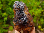 Natural Classic and Bright Rare Cuprite Specimen From Nicks Private Collection x 1 From Mashamba West Mine, Congo