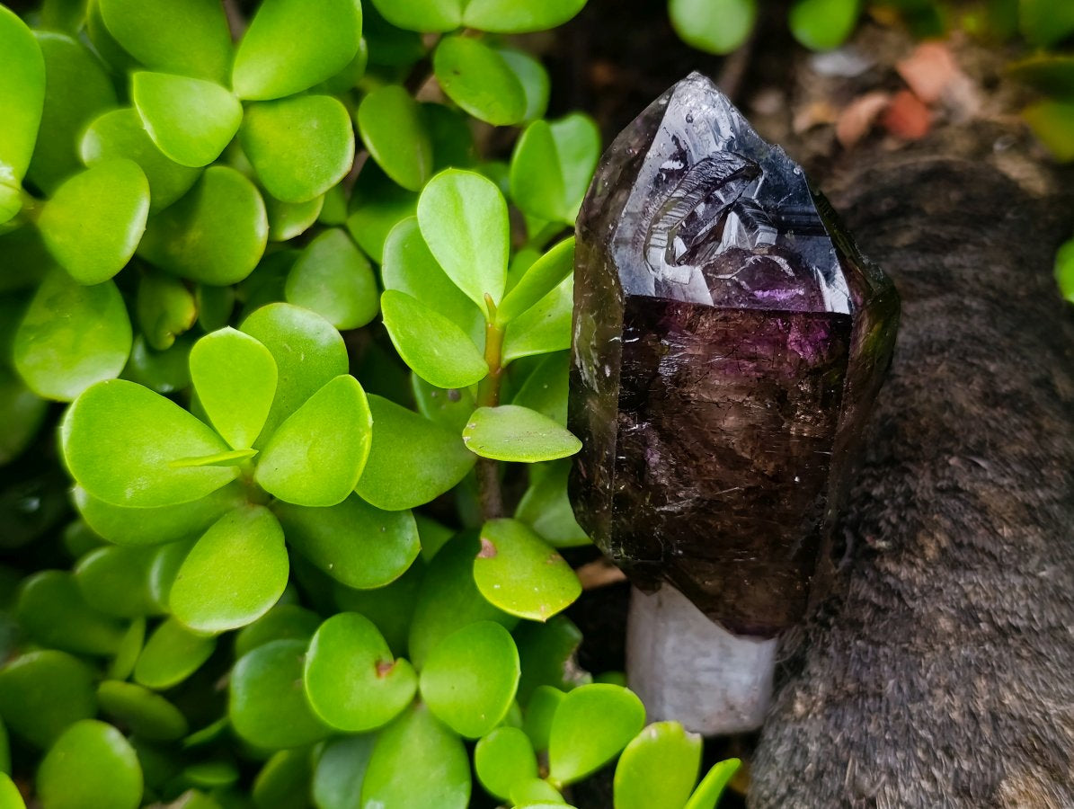 Natural Chiredzi Window Amethyst Scepter Crystal x 1 From Chiredzi, Zimbabwe