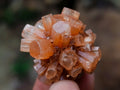 Polished and Natural Mixed Set of 20 African Minerals and Crystals in a Wooden Display Box x 1 From Southern Africa