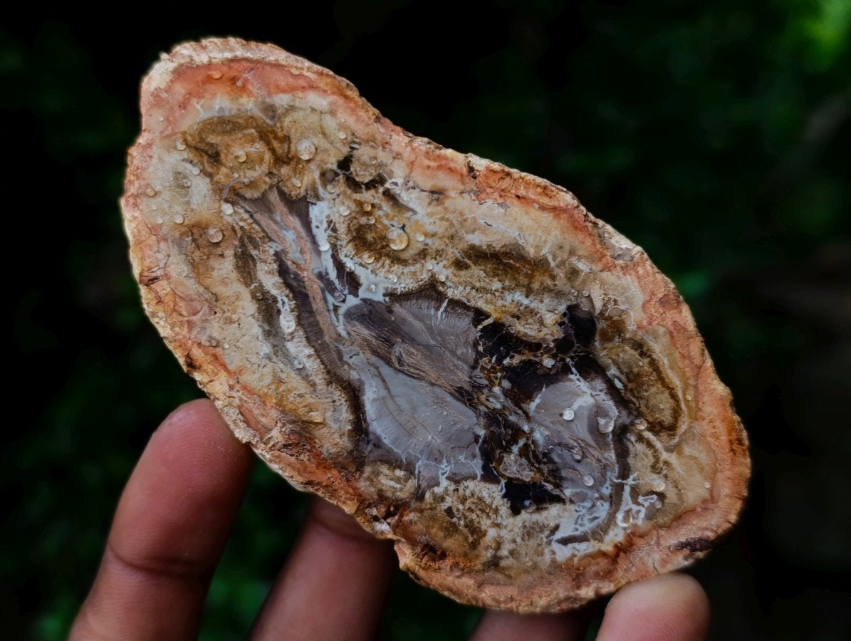 Polished and Natural Mixed Set of 8 African Minerals and Crystals in a Wooden Display Box x 1 From Southern Africa