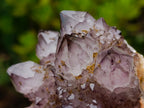 Natural Rare Smokey Amethyst Spirit Quartz Cluster x 1 From Boekenhouthoek, South Africa