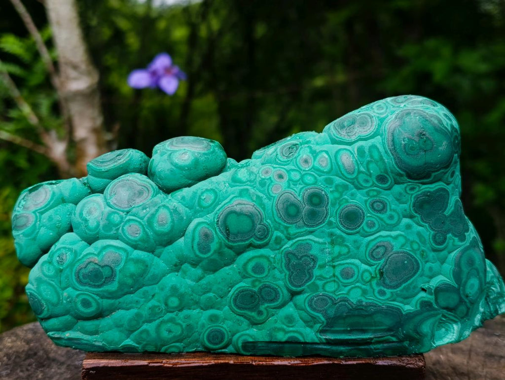 Polished and Natural Unique Matte Polished Botryoidal Malachite Standing Display Specimen x 1 From Kolwezi, Congo