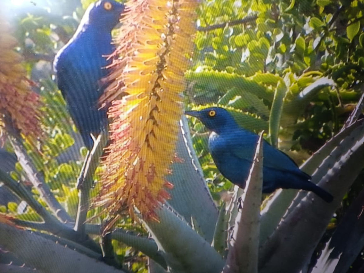Carved XL Green Verdite Rhino Carving x 1 From Zimbabwe