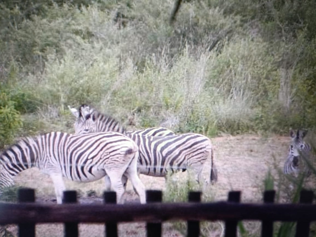 Natural Blue Lace Agate Geode with Fluorescent Dog Tooth Calcite Specimen x 1 From Nsanje, Malawi