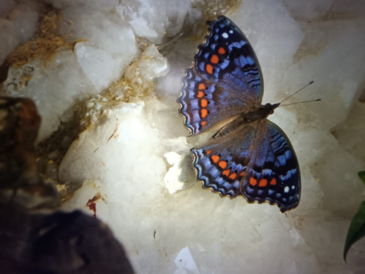 Polished Blue Celestite Geode Sphere x 1 From Sakoany, Madagascar