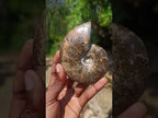 Polished Magnificent Red “Ammolite” Opalized Cleoniceras Ammonite Fossil x 1 From Mahajanga, Madagascar