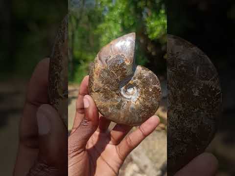 Polished Magnificent Red “Ammolite” Opalized Cleoniceras Ammonite Fossil x 1 From Mahajanga, Madagascar