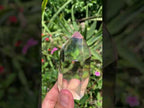 Polished Bright Optic Clear Quartz Crystal x 1 From Madagascar